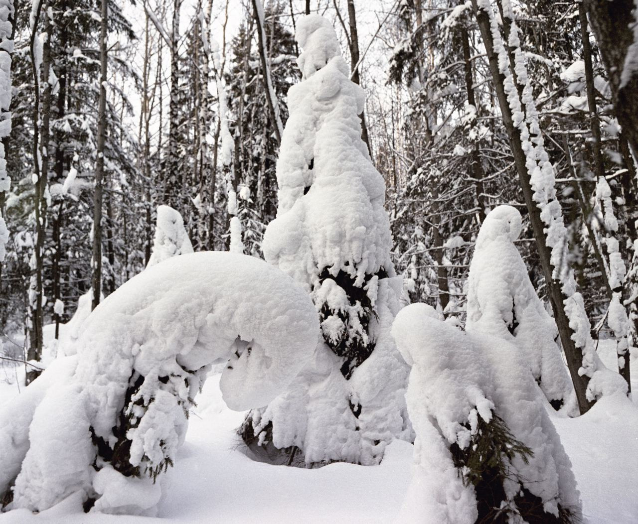 Зима. ВАДИМ ГИППЕНРЕЙТЕР — ВЕЛИКИЙ ФОТОГРАФ ЗЕМЛИ РУССКОЙ