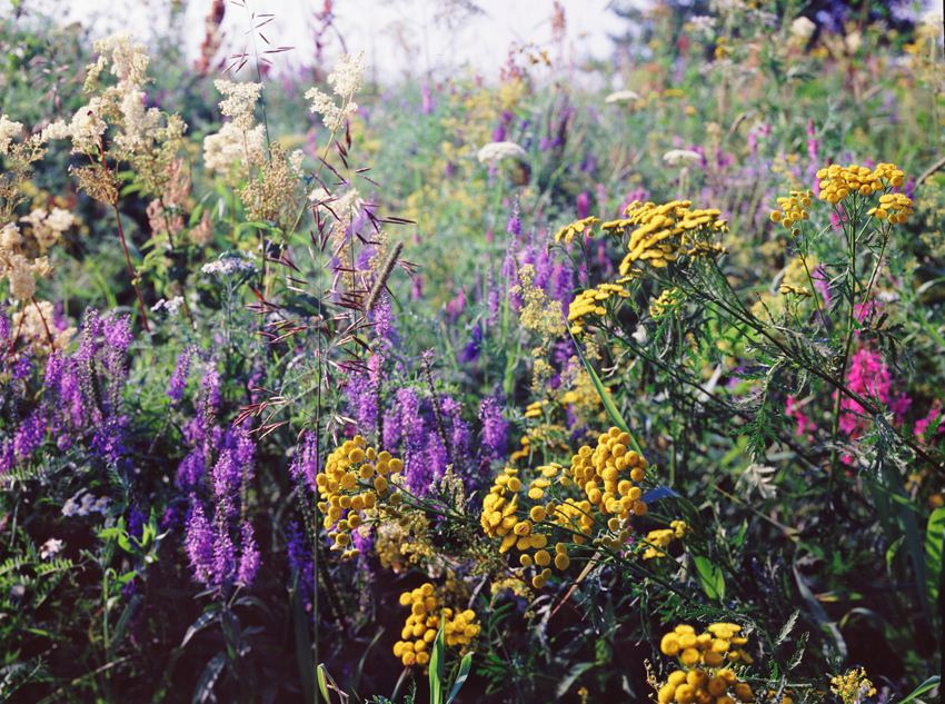 Лето. ВАДИМ ГИППЕНРЕЙТЕР — ВЕЛИКИЙ ФОТОГРАФ ЗЕМЛИ РУССКОЙ