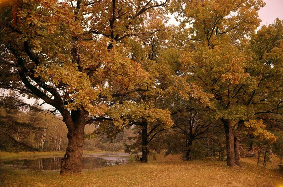 Осень. ВАДИМ ГИППЕНРЕЙТЕР — ВЕЛИКИЙ ФОТОГРАФ ЗЕМЛИ РУССКОЙ