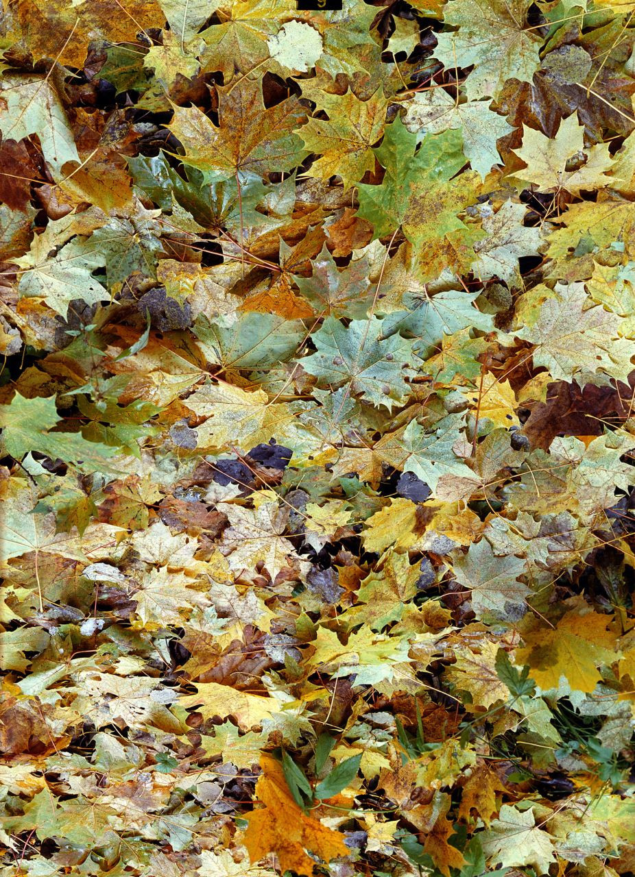 Осень. ВАДИМ ГИППЕНРЕЙТЕР — ВЕЛИКИЙ ФОТОГРАФ ЗЕМЛИ РУССКОЙ