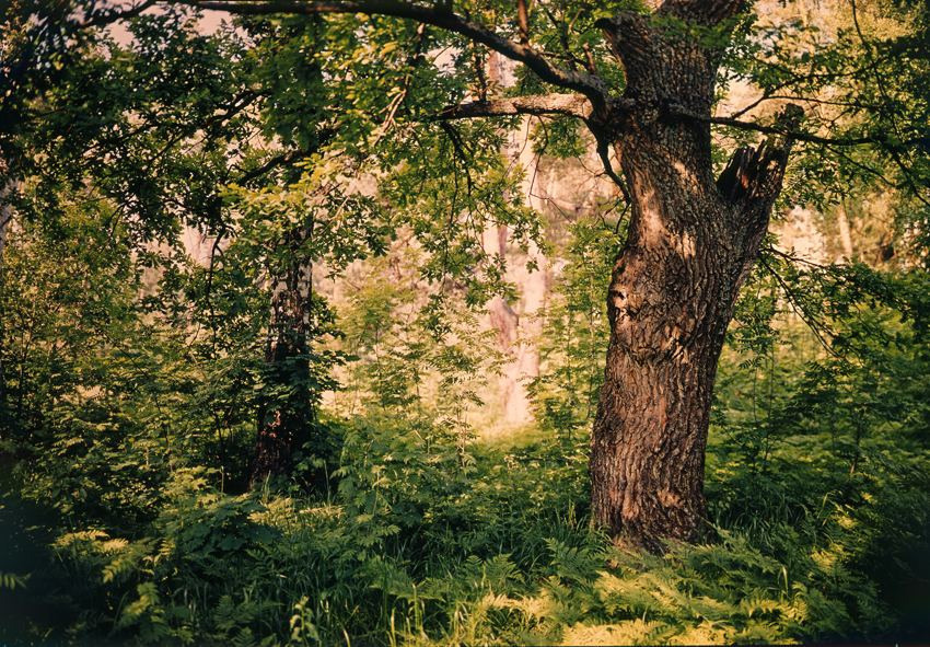 Лето. ВАДИМ ГИППЕНРЕЙТЕР — ВЕЛИКИЙ ФОТОГРАФ ЗЕМЛИ РУССКОЙ