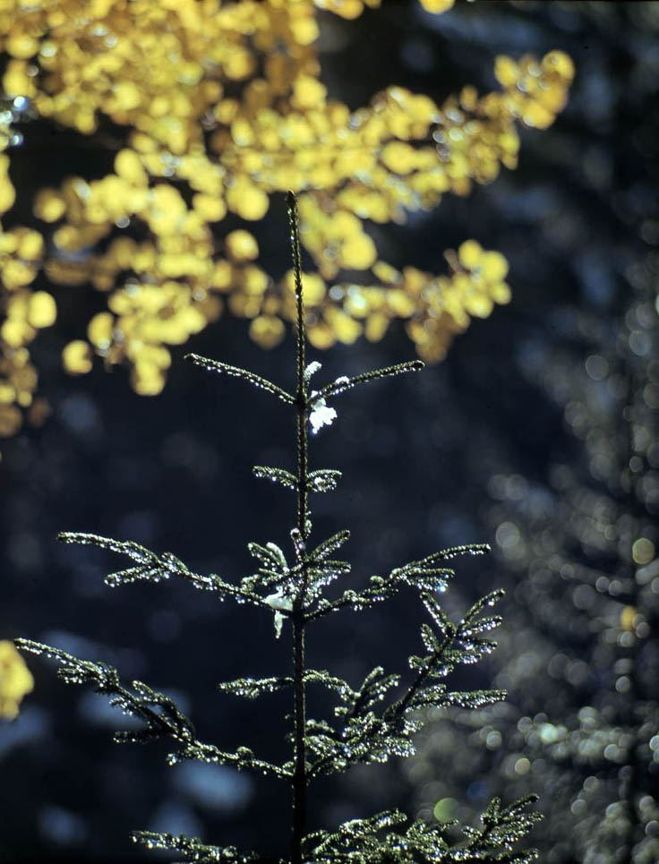 Осень. ВАДИМ ГИППЕНРЕЙТЕР — ВЕЛИКИЙ ФОТОГРАФ ЗЕМЛИ РУССКОЙ