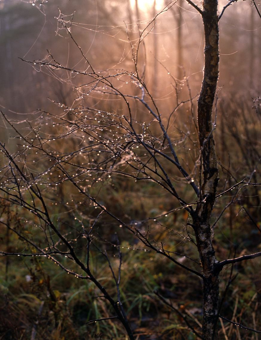 Осень. ВАДИМ ГИППЕНРЕЙТЕР — ВЕЛИКИЙ ФОТОГРАФ ЗЕМЛИ РУССКОЙ
