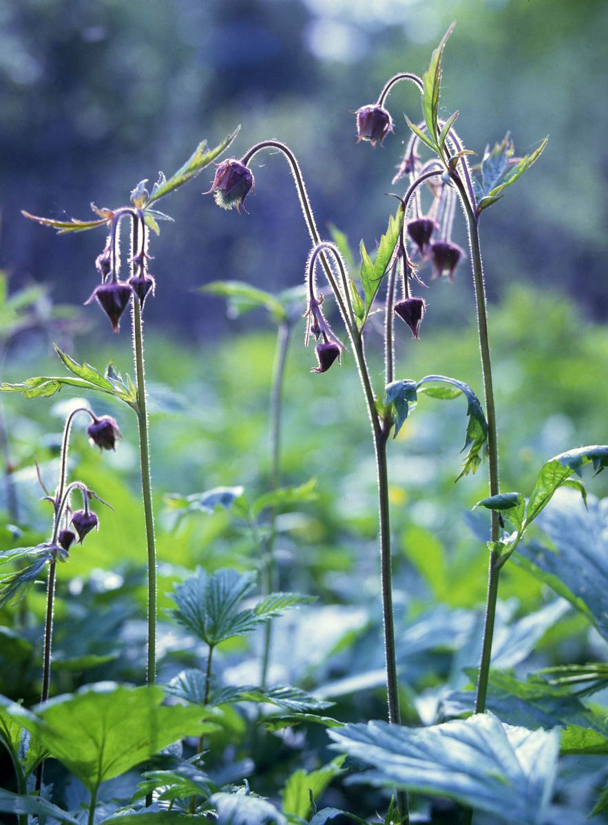 Лето. ВАДИМ ГИППЕНРЕЙТЕР — ВЕЛИКИЙ ФОТОГРАФ ЗЕМЛИ РУССКОЙ