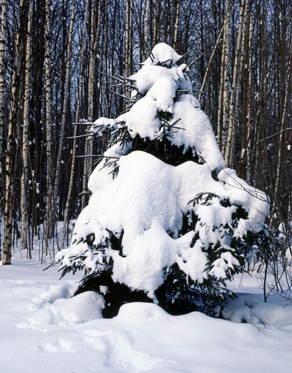 Зима. ВАДИМ ГИППЕНРЕЙТЕР — ВЕЛИКИЙ ФОТОГРАФ ЗЕМЛИ РУССКОЙ