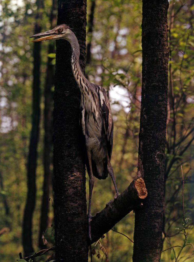 Лето. ВАДИМ ГИППЕНРЕЙТЕР — ВЕЛИКИЙ ФОТОГРАФ ЗЕМЛИ РУССКОЙ