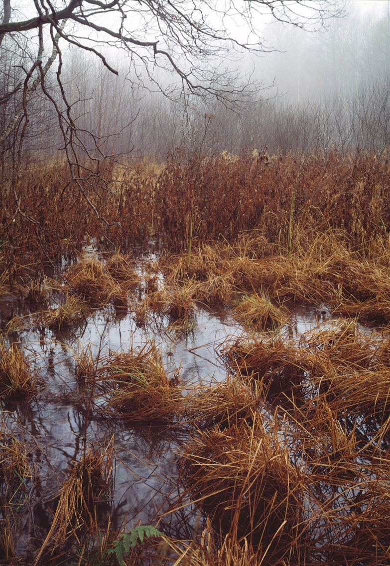 Осень. ВАДИМ ГИППЕНРЕЙТЕР — ВЕЛИКИЙ ФОТОГРАФ ЗЕМЛИ РУССКОЙ