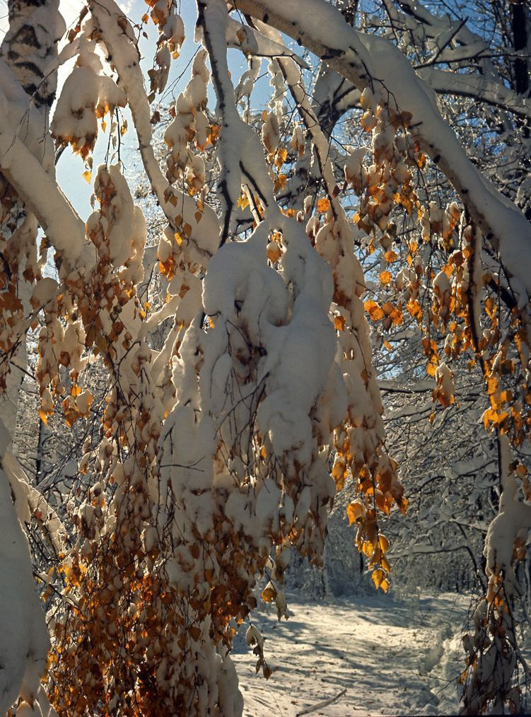 Осень. ВАДИМ ГИППЕНРЕЙТЕР — ВЕЛИКИЙ ФОТОГРАФ ЗЕМЛИ РУССКОЙ