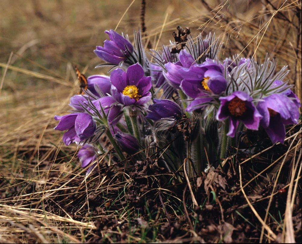 Весна. ВАДИМ ГИППЕНРЕЙТЕР — ВЕЛИКИЙ ФОТОГРАФ ЗЕМЛИ РУССКОЙ