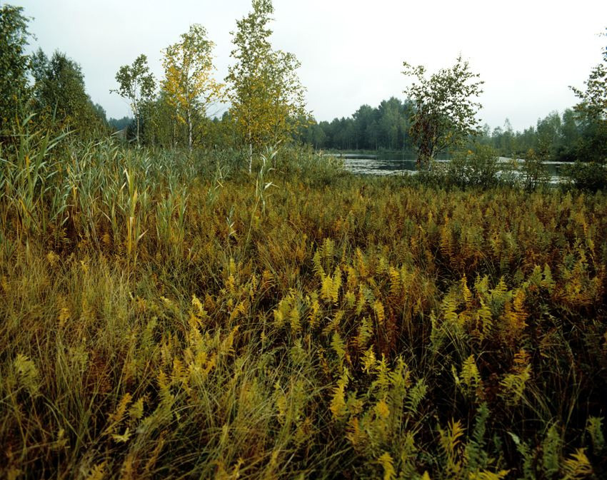 Осень. ВАДИМ ГИППЕНРЕЙТЕР — ВЕЛИКИЙ ФОТОГРАФ ЗЕМЛИ РУССКОЙ