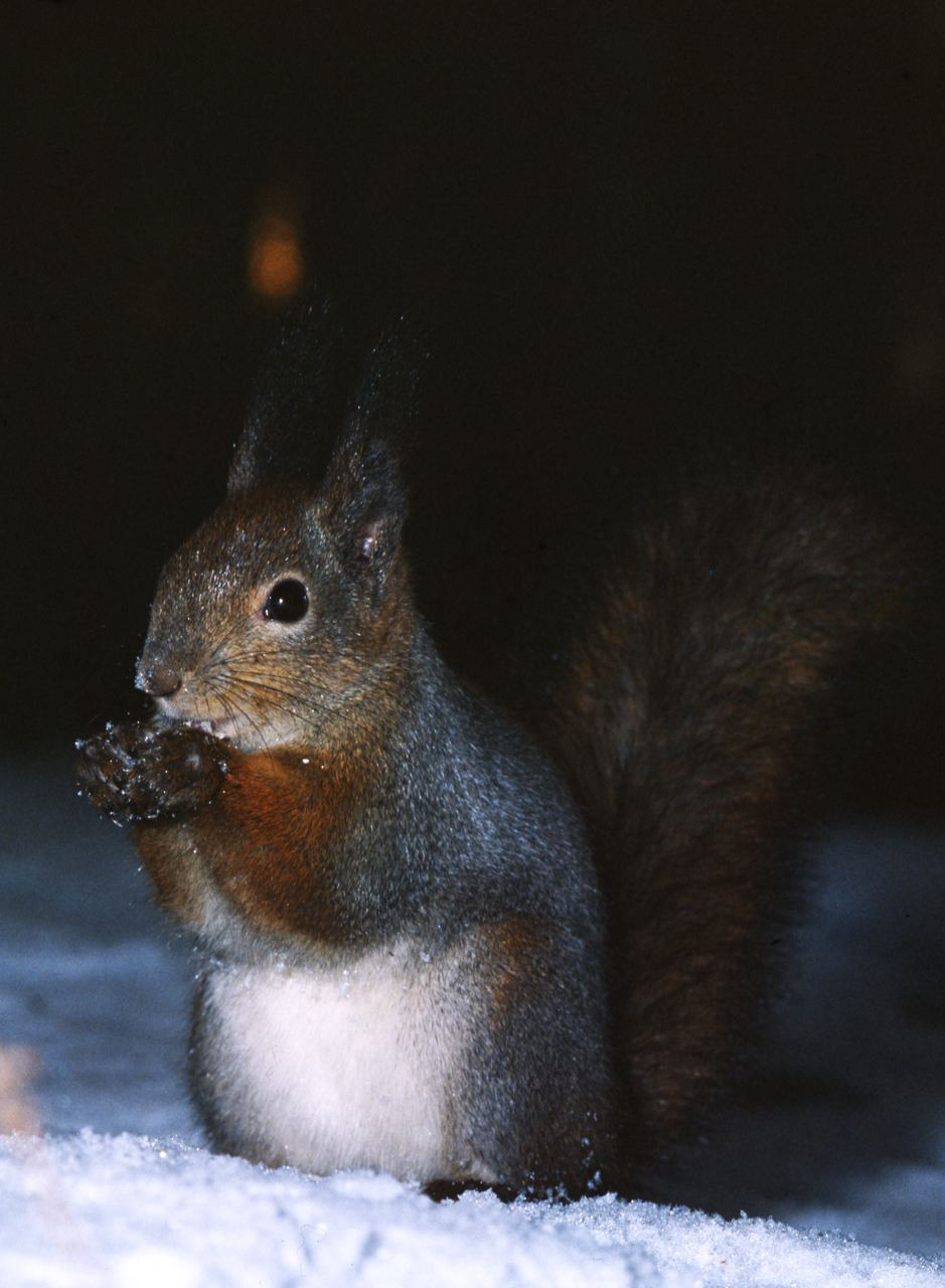 Зима. ВАДИМ ГИППЕНРЕЙТЕР — ВЕЛИКИЙ ФОТОГРАФ ЗЕМЛИ РУССКОЙ