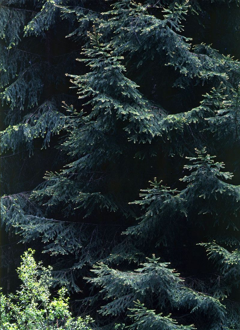 Лето. ВАДИМ ГИППЕНРЕЙТЕР — ВЕЛИКИЙ ФОТОГРАФ ЗЕМЛИ РУССКОЙ