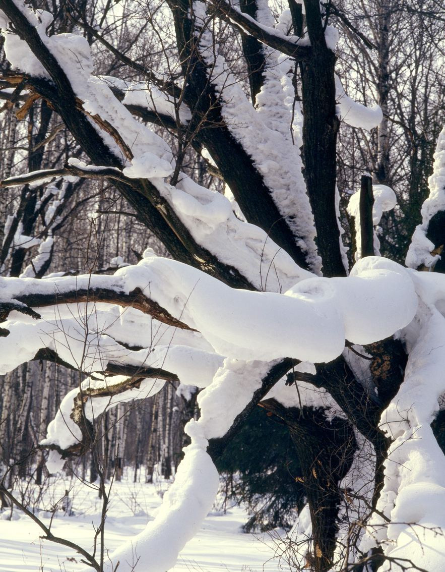 Зима. ВАДИМ ГИППЕНРЕЙТЕР — ВЕЛИКИЙ ФОТОГРАФ ЗЕМЛИ РУССКОЙ