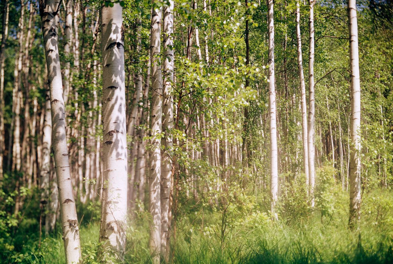 Лето. ВАДИМ ГИППЕНРЕЙТЕР — ВЕЛИКИЙ ФОТОГРАФ ЗЕМЛИ РУССКОЙ