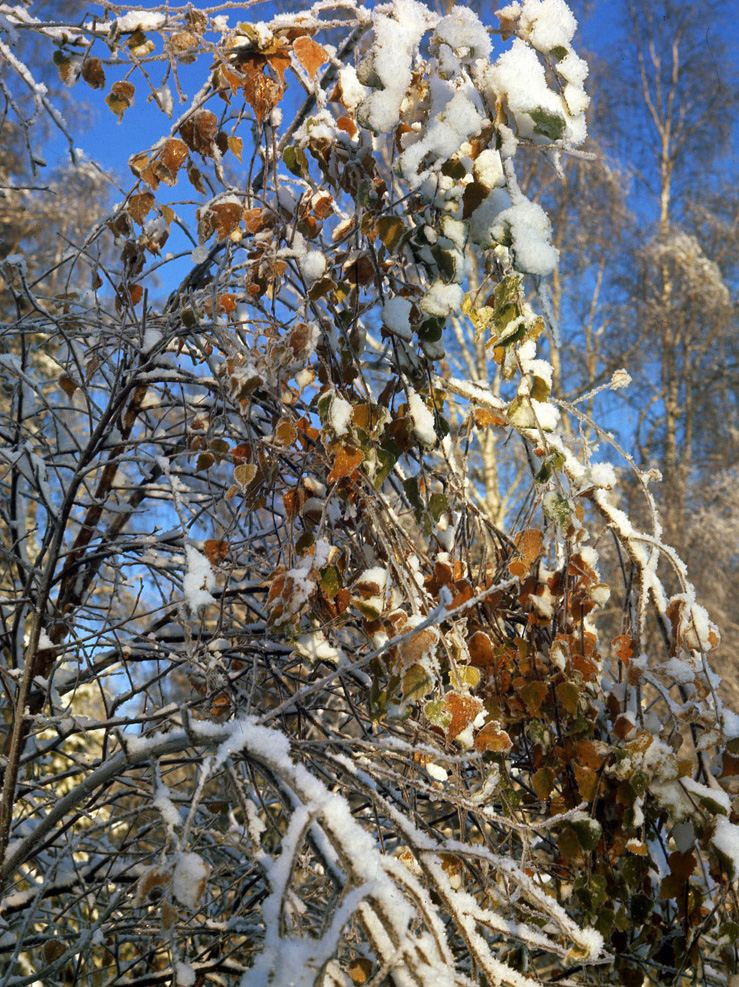 Осень. ВАДИМ ГИППЕНРЕЙТЕР — ВЕЛИКИЙ ФОТОГРАФ ЗЕМЛИ РУССКОЙ