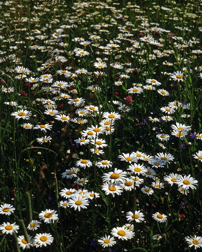 Лето. ВАДИМ ГИППЕНРЕЙТЕР — ВЕЛИКИЙ ФОТОГРАФ ЗЕМЛИ РУССКОЙ