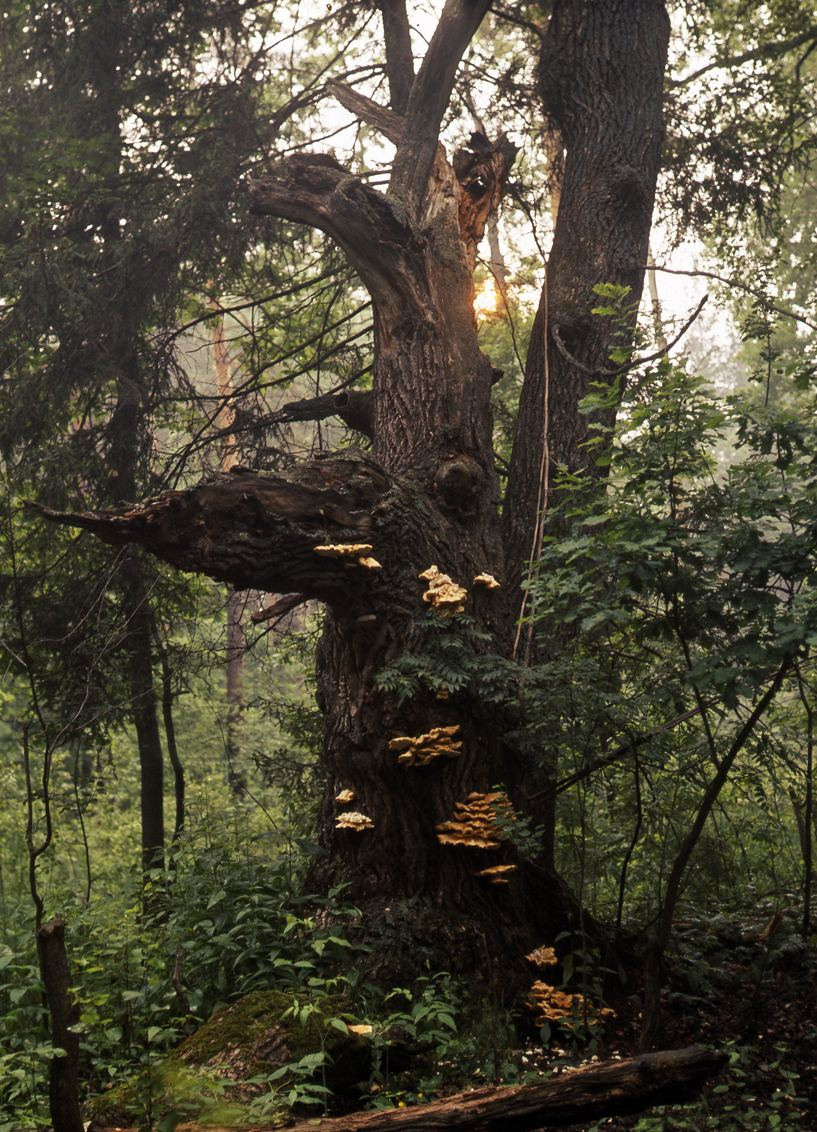 Лето. ВАДИМ ГИППЕНРЕЙТЕР — ВЕЛИКИЙ ФОТОГРАФ ЗЕМЛИ РУССКОЙ