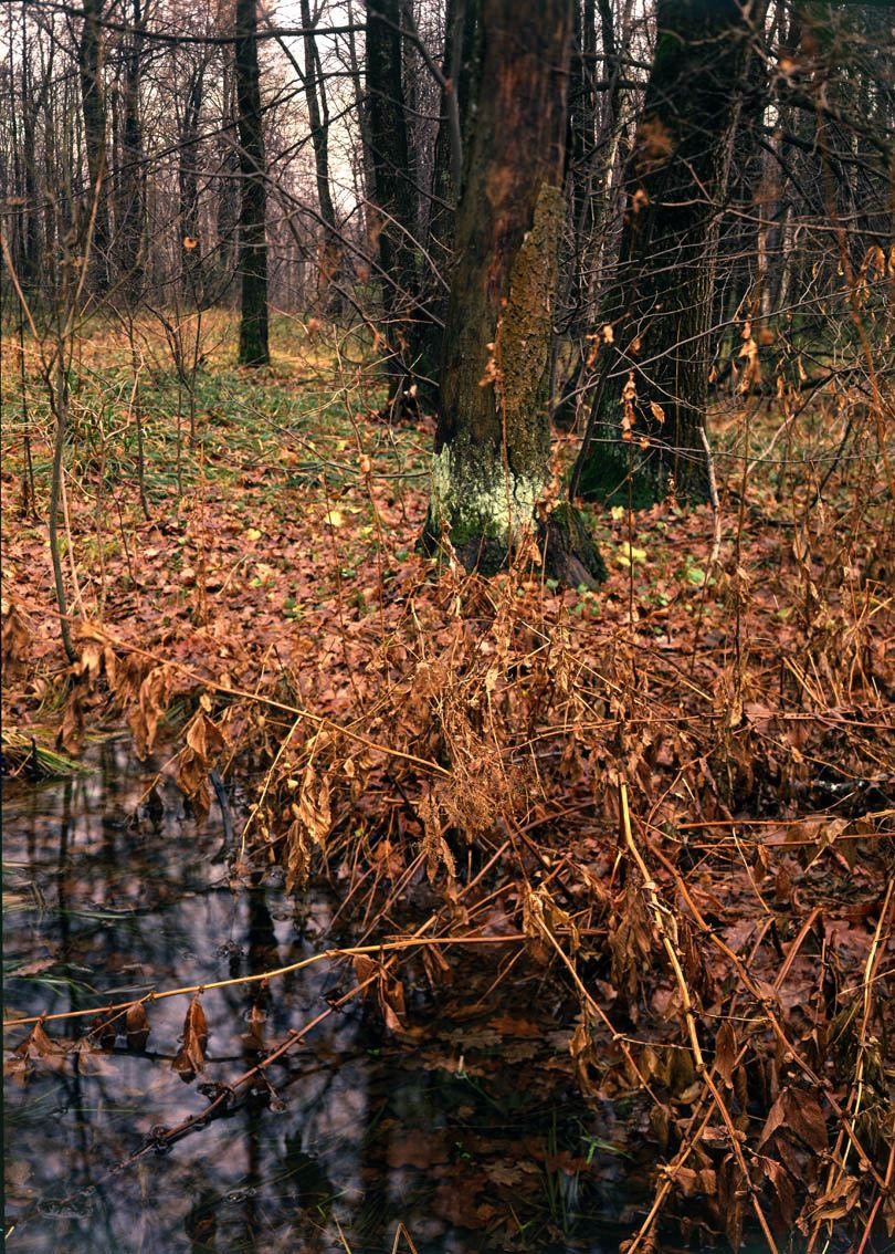 Осень. ВАДИМ ГИППЕНРЕЙТЕР — ВЕЛИКИЙ ФОТОГРАФ ЗЕМЛИ РУССКОЙ