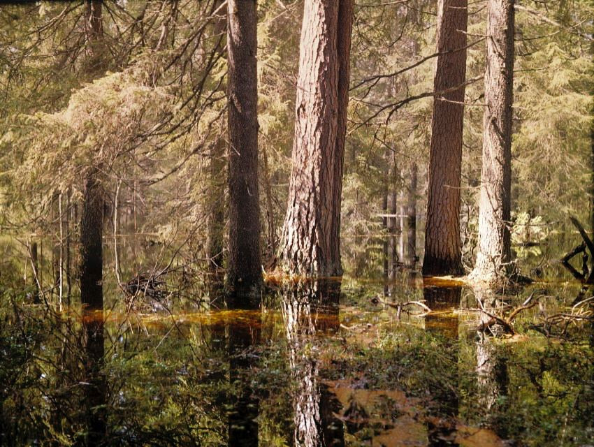 Весна. ВАДИМ ГИППЕНРЕЙТЕР — ВЕЛИКИЙ ФОТОГРАФ ЗЕМЛИ РУССКОЙ