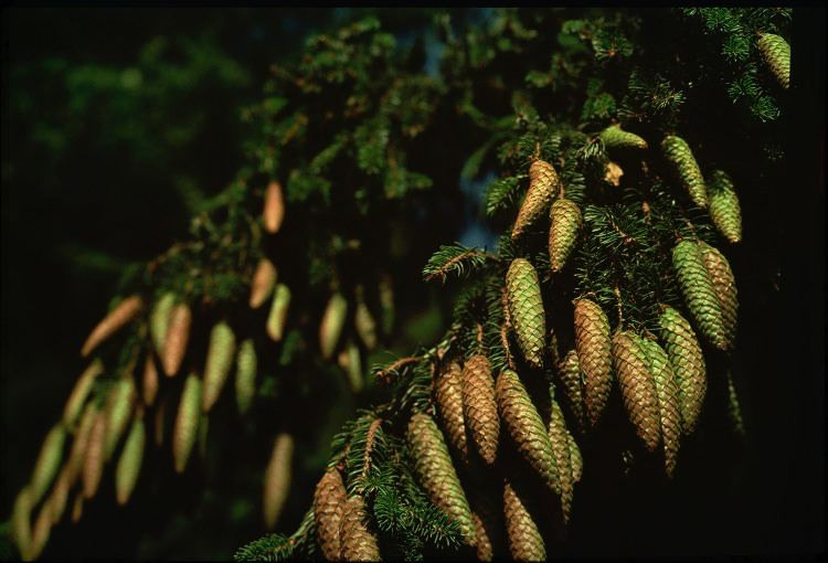 Лето. ВАДИМ ГИППЕНРЕЙТЕР — ВЕЛИКИЙ ФОТОГРАФ ЗЕМЛИ РУССКОЙ