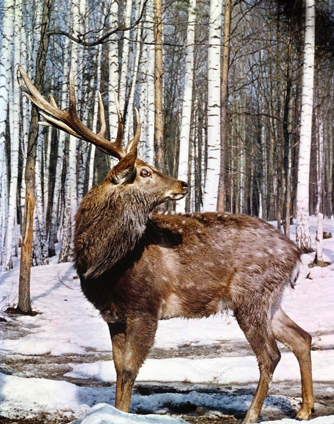 Весна. ВАДИМ ГИППЕНРЕЙТЕР — ВЕЛИКИЙ ФОТОГРАФ ЗЕМЛИ РУССКОЙ