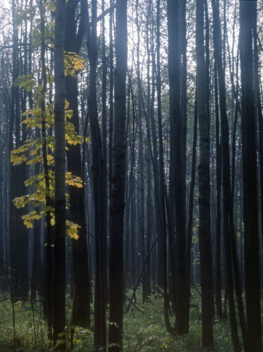Осень. ВАДИМ ГИППЕНРЕЙТЕР — ВЕЛИКИЙ ФОТОГРАФ ЗЕМЛИ РУССКОЙ