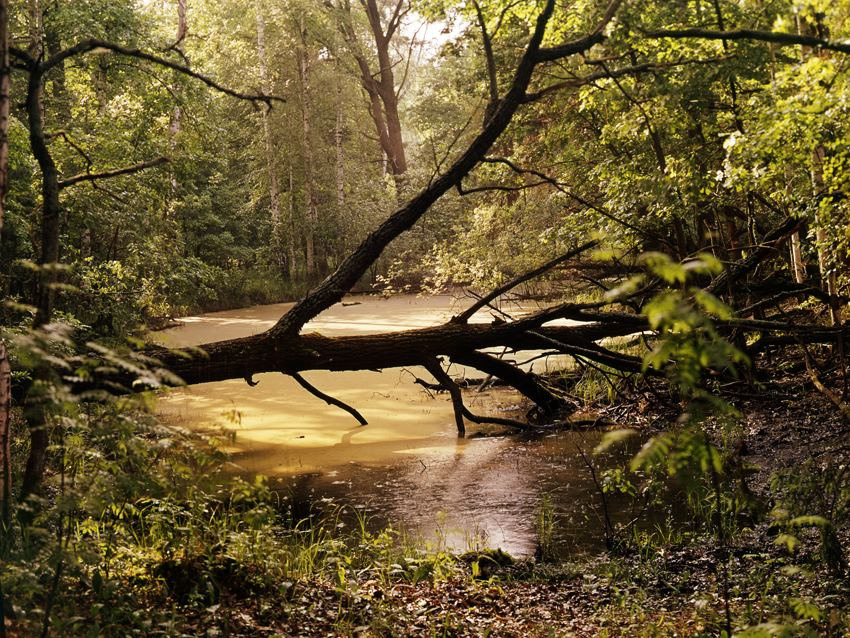 Лето. ВАДИМ ГИППЕНРЕЙТЕР — ВЕЛИКИЙ ФОТОГРАФ ЗЕМЛИ РУССКОЙ