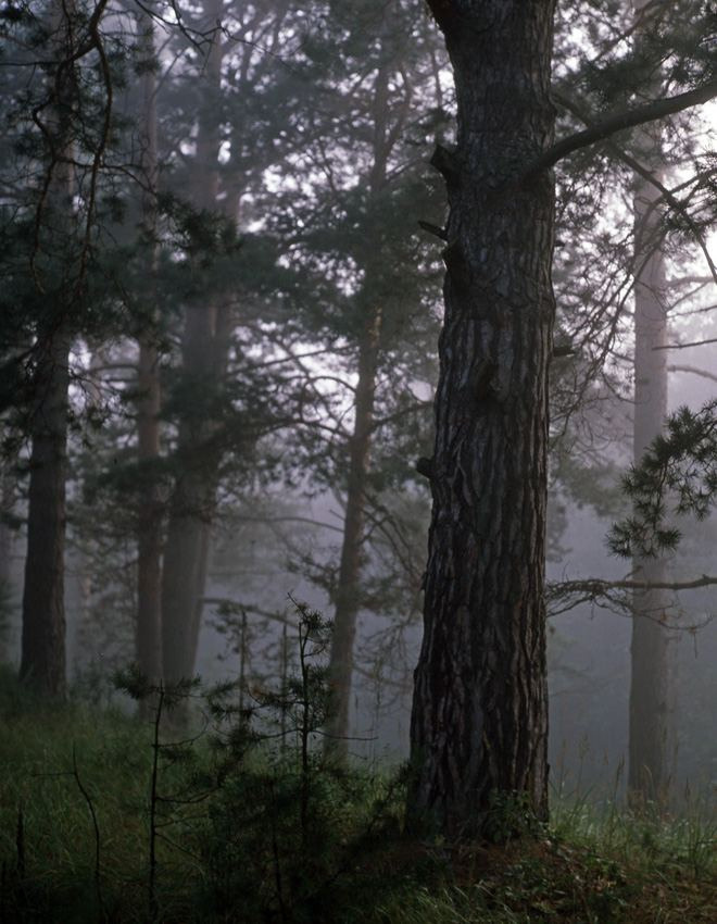 Лето. ВАДИМ ГИППЕНРЕЙТЕР — ВЕЛИКИЙ ФОТОГРАФ ЗЕМЛИ РУССКОЙ