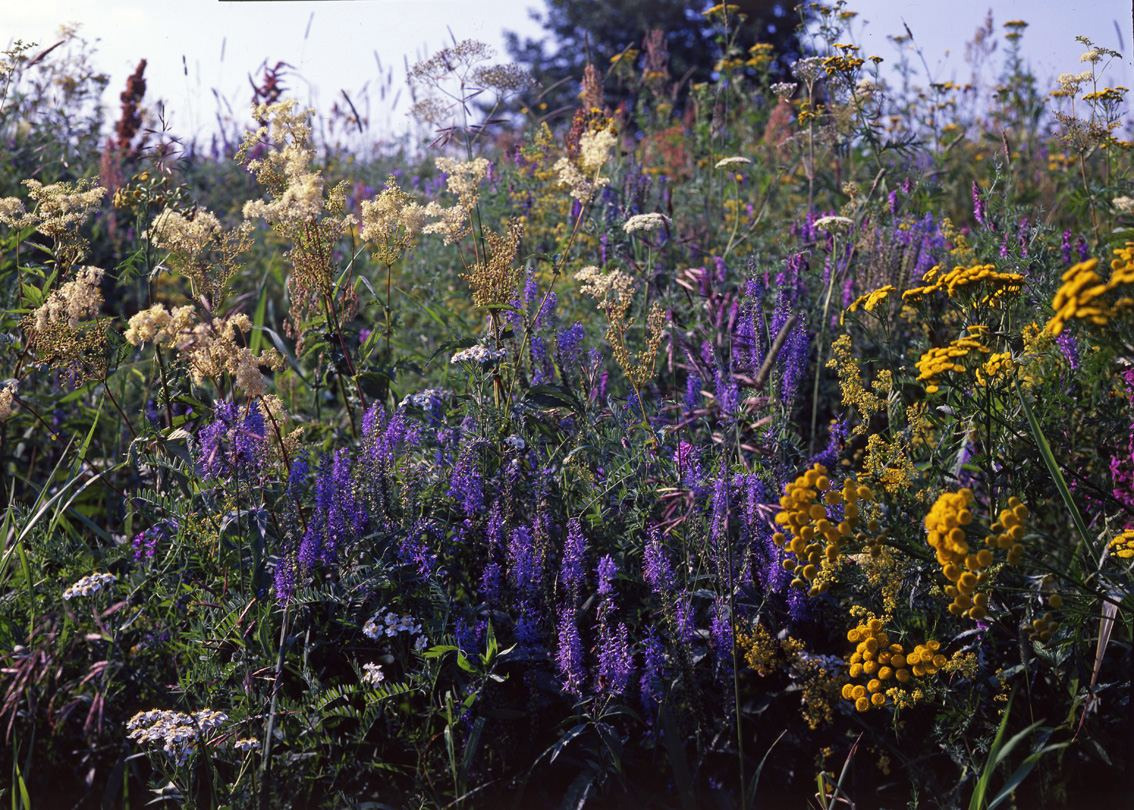 Лето. ВАДИМ ГИППЕНРЕЙТЕР — ВЕЛИКИЙ ФОТОГРАФ ЗЕМЛИ РУССКОЙ