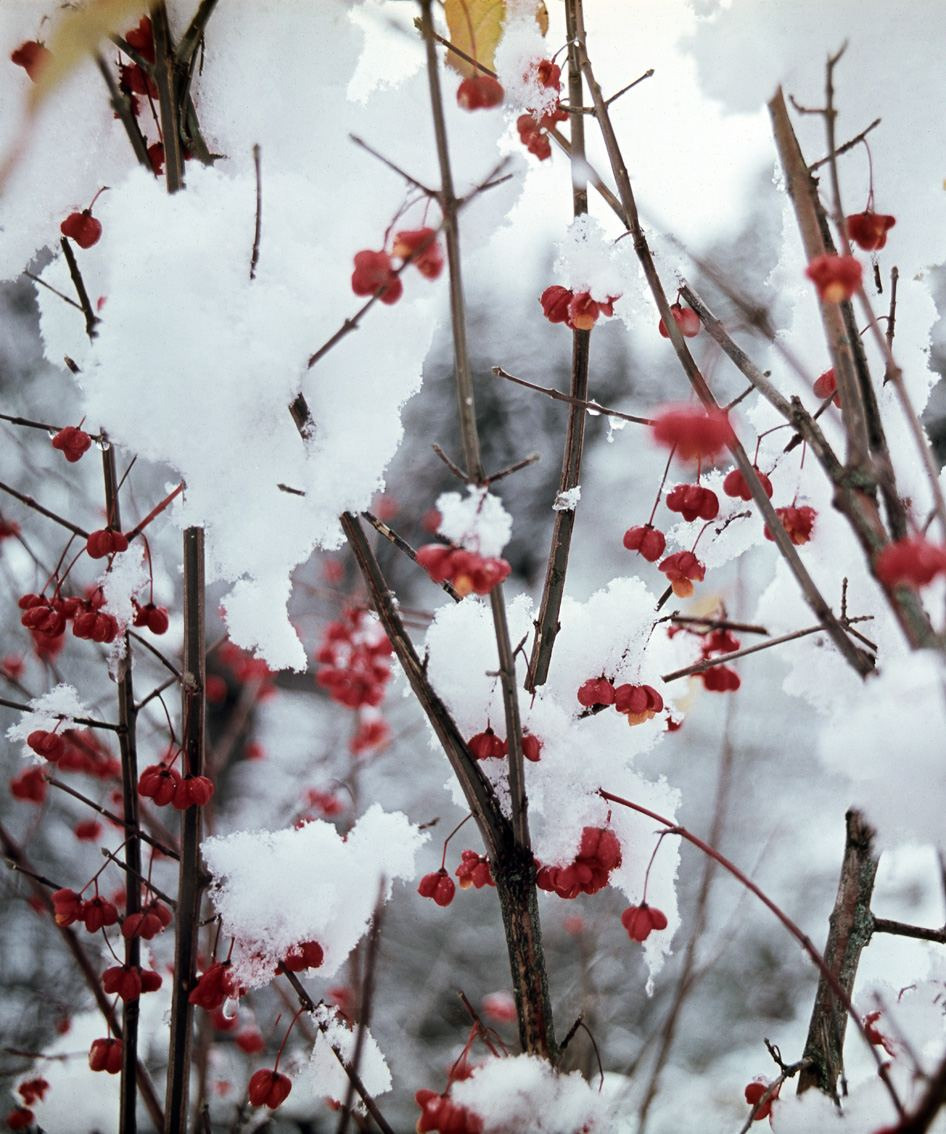 Осень. ВАДИМ ГИППЕНРЕЙТЕР — ВЕЛИКИЙ ФОТОГРАФ ЗЕМЛИ РУССКОЙ