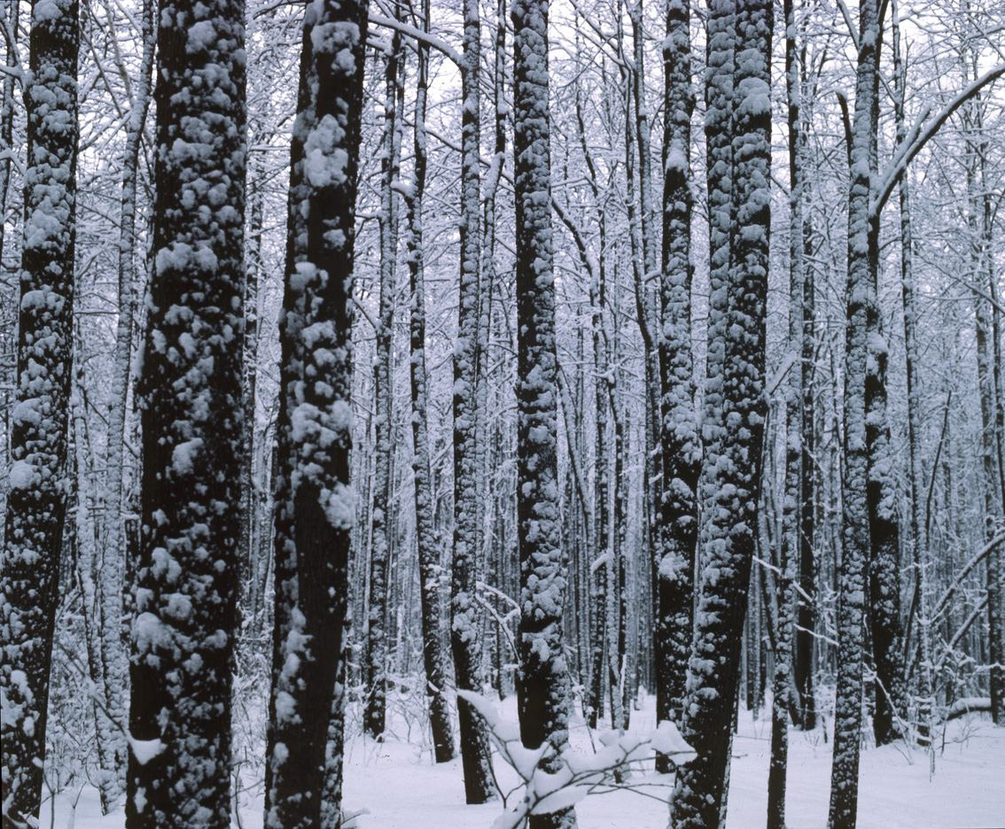 Зима. ВАДИМ ГИППЕНРЕЙТЕР — ВЕЛИКИЙ ФОТОГРАФ ЗЕМЛИ РУССКОЙ