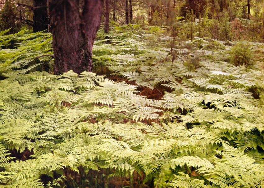 Осень. ВАДИМ ГИППЕНРЕЙТЕР — ВЕЛИКИЙ ФОТОГРАФ ЗЕМЛИ РУССКОЙ