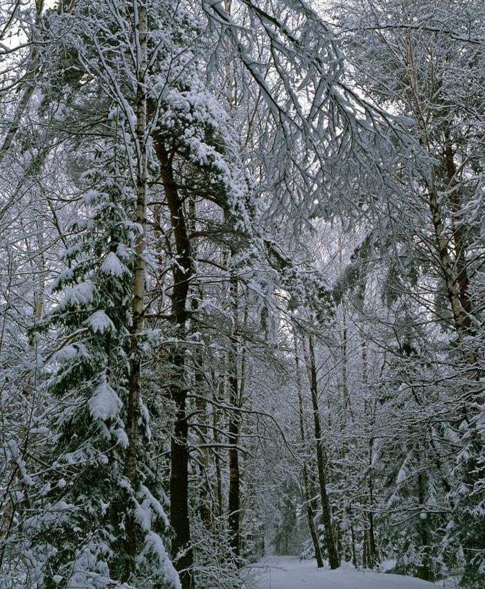 Зима. ВАДИМ ГИППЕНРЕЙТЕР — ВЕЛИКИЙ ФОТОГРАФ ЗЕМЛИ РУССКОЙ