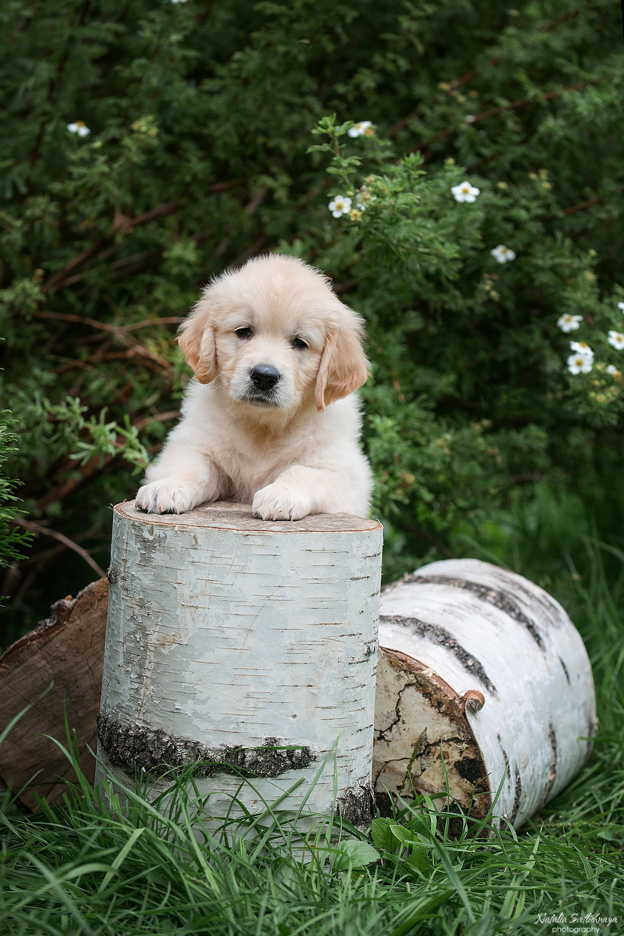Голден ретривер (щенки). Фотограф-анималист Наталья Светличная