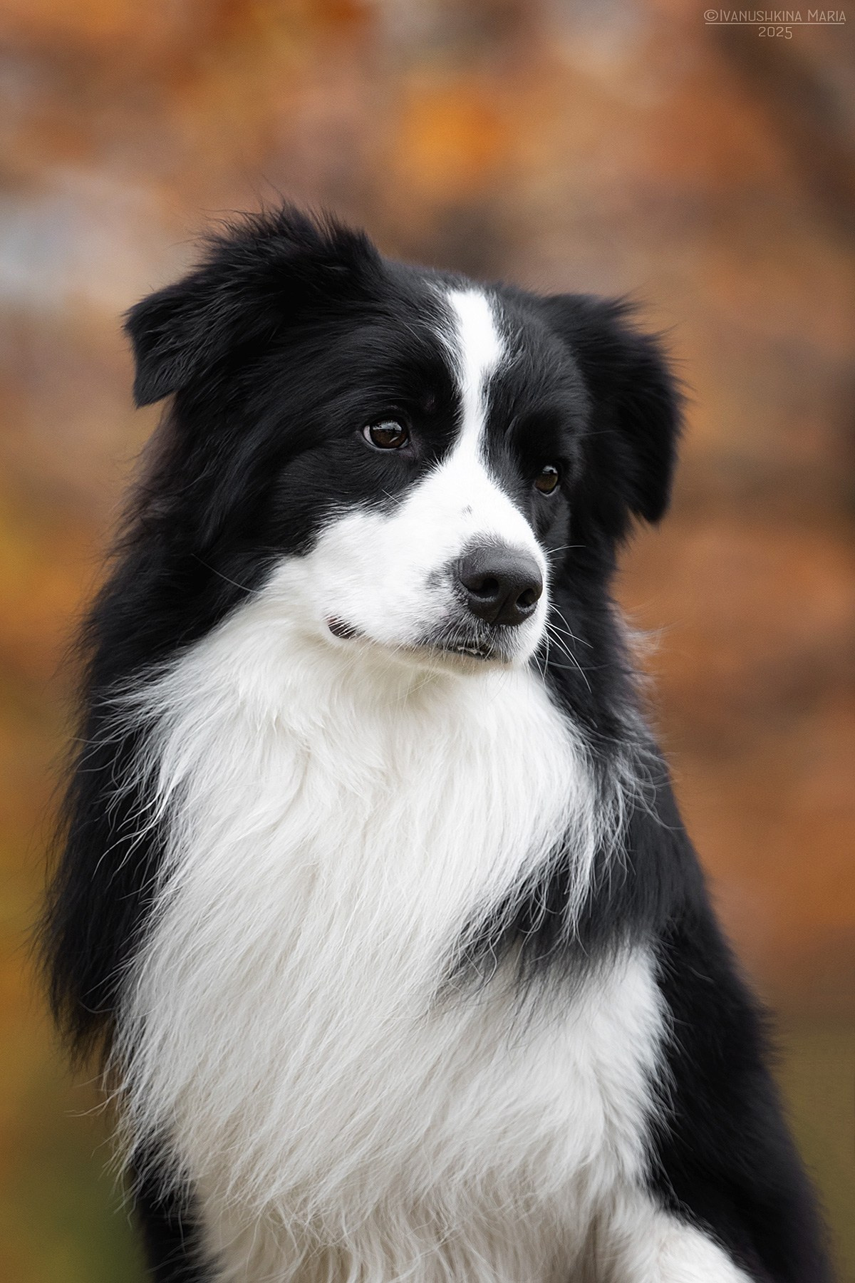 Фотограф-анималист. Фотограф собак в Москве и Московской области Иванушкина Мария