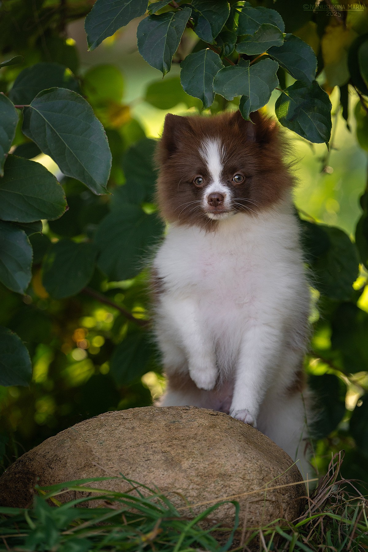 Фотосессия щенков на продажу. Фотограф собак в Москве и Московской области Иванушкина Мария