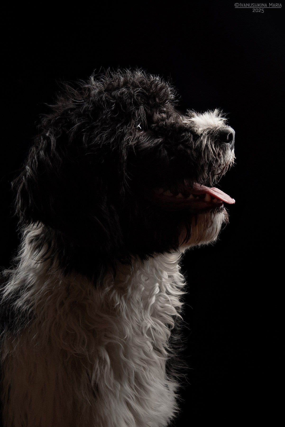 Фотосессия собаки в студии. Фотограф собак в Москве и Московской области Иванушкина Мария