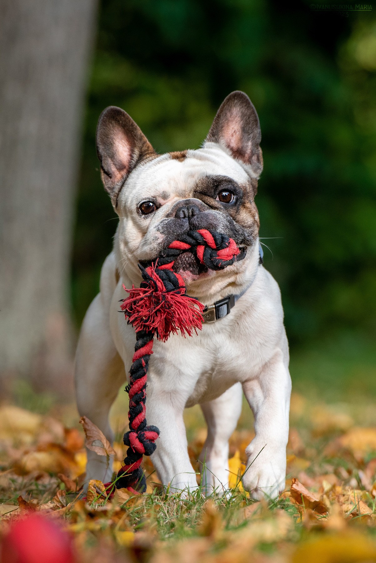 французский бульдог