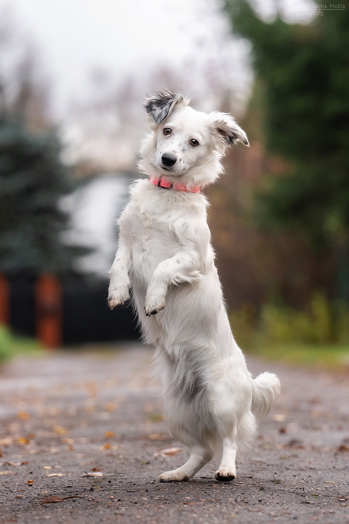 Пиарные фотосессии собак на пристройство. Фотограф собак в Москве и Московской области Иванушкина Мария