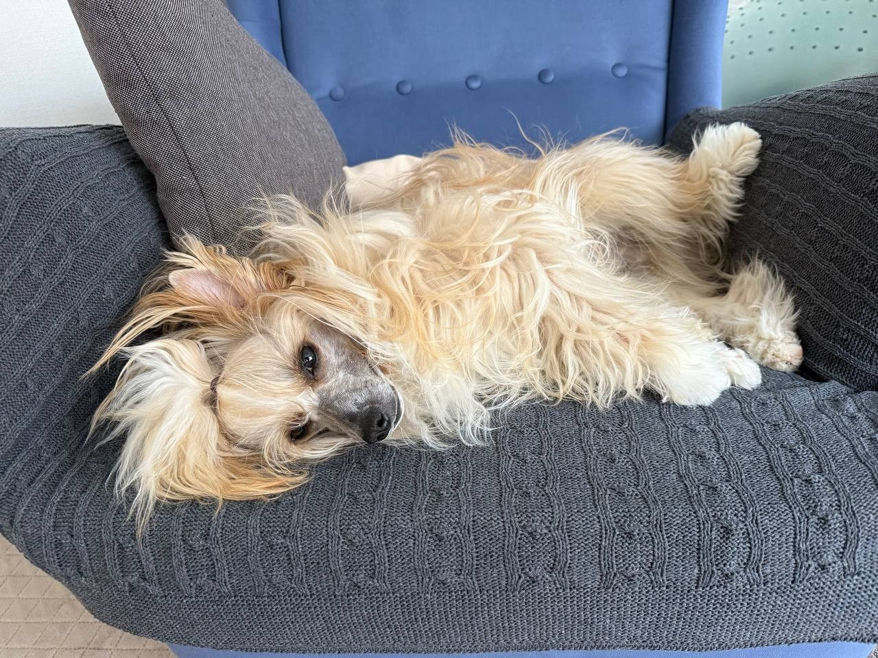 Poale Ell Veles. Chinese Crested Dog Kennel Poale Ell