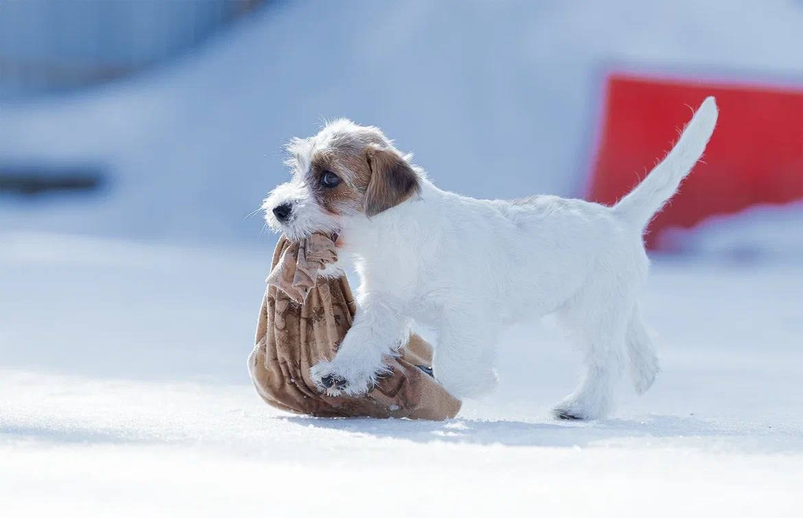 Сука 3. Lovely-Orange питомник джек рассел терьеров