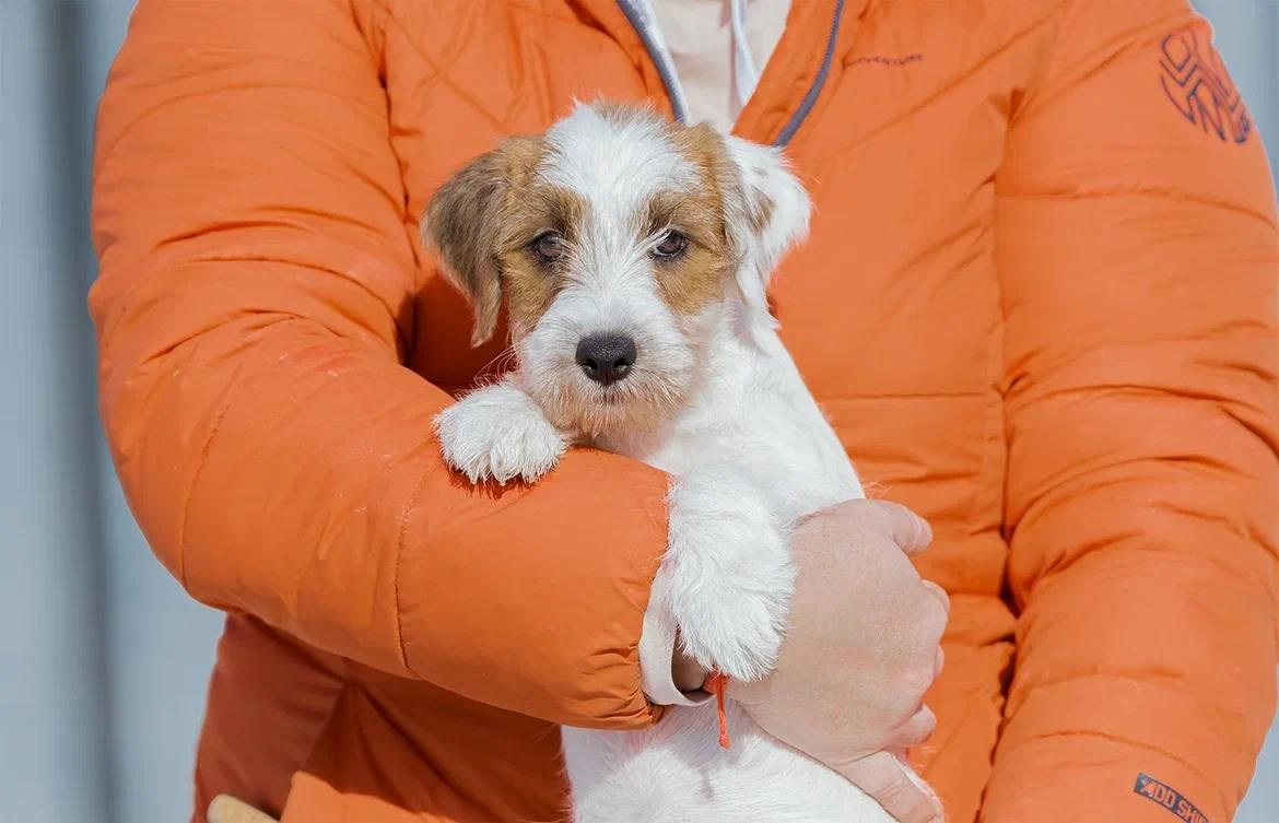 Сука 2. Lovely-Orange питомник джек рассел терьеров