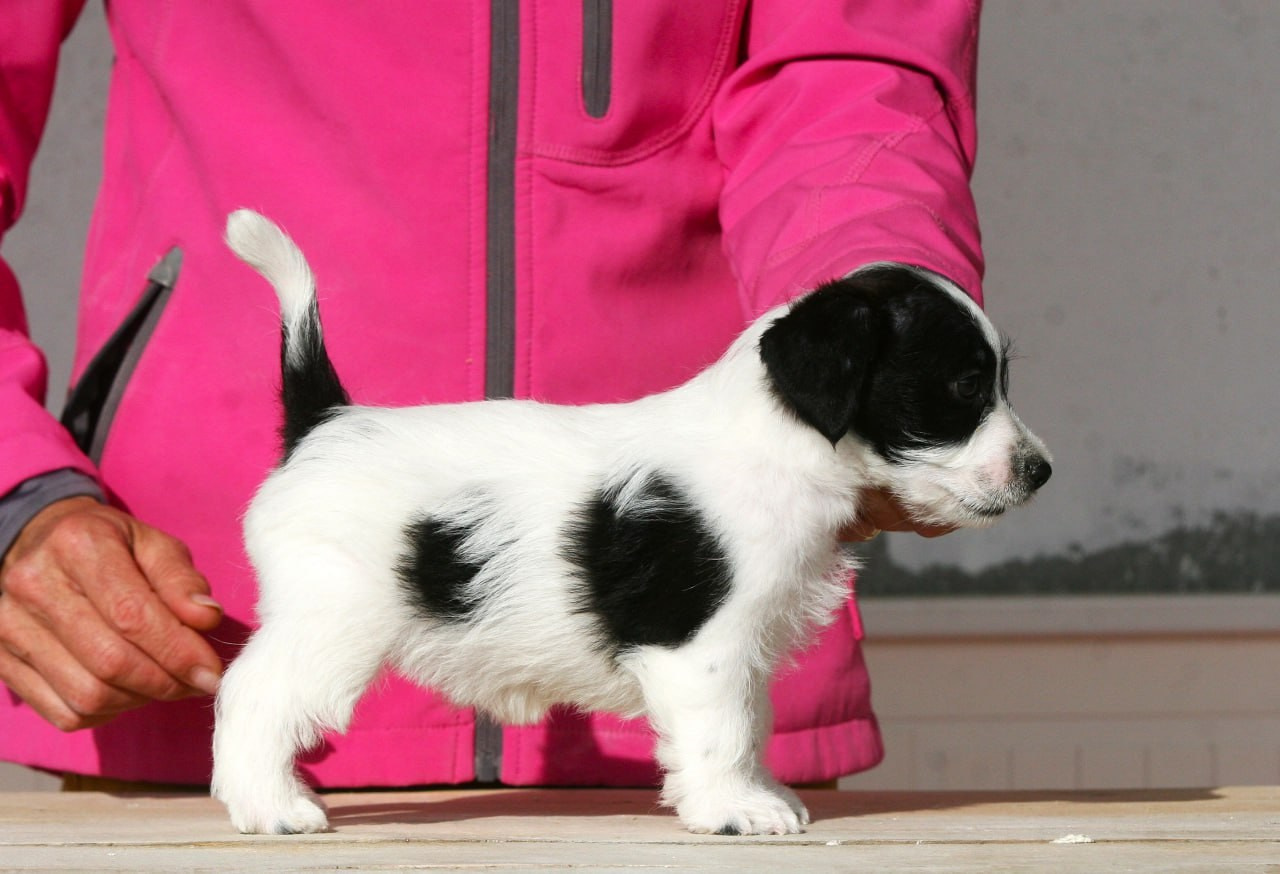 Сука 2. Lovely-Orange питомник джек рассел терьеров