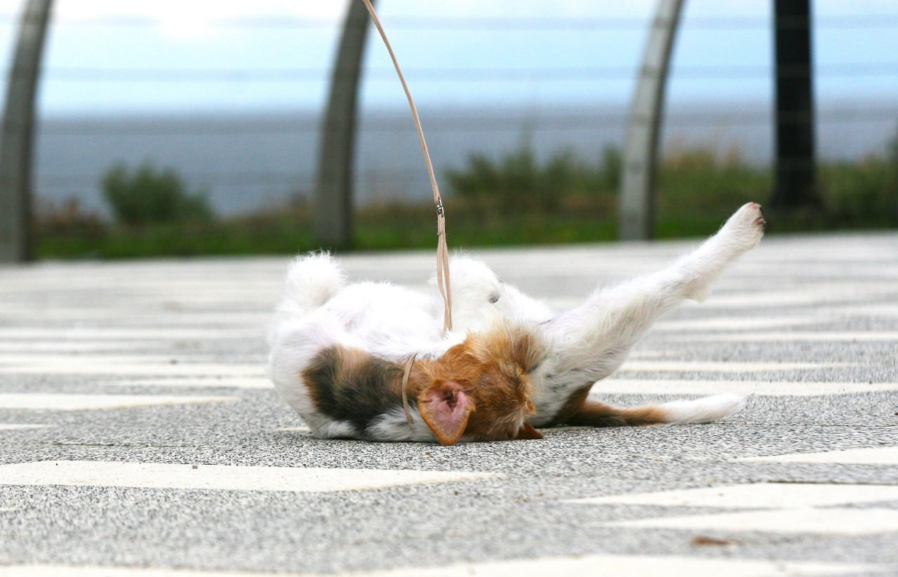 Lovely Orange Finka Del Mare Merlot. Lovely-Orange питомник джек рассел терьеров