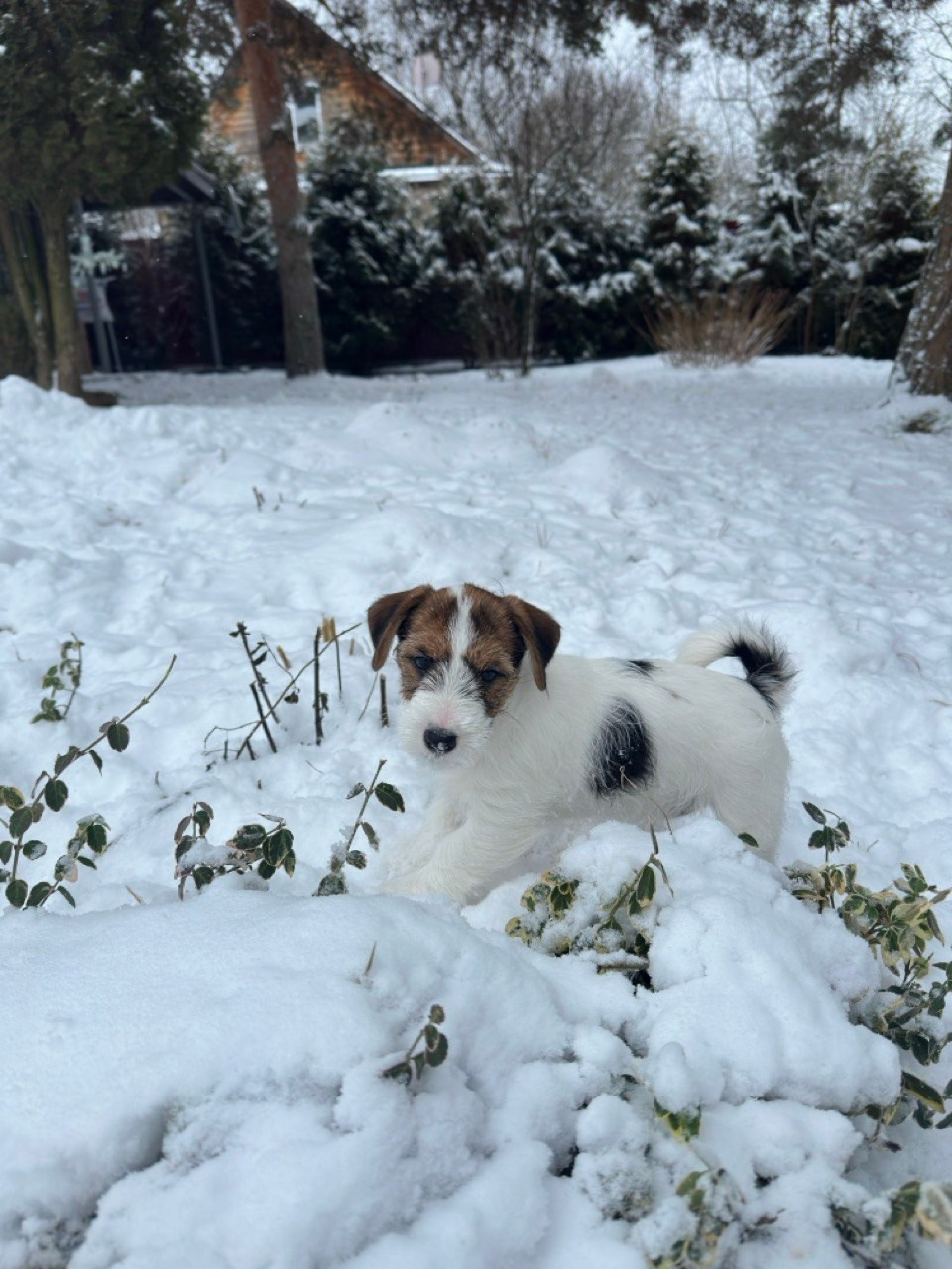 BELIEVE ME. Lovely-Orange питомник джек рассел терьеров