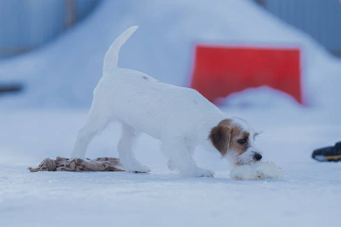 Сука 2. Lovely-Orange питомник джек рассел терьеров