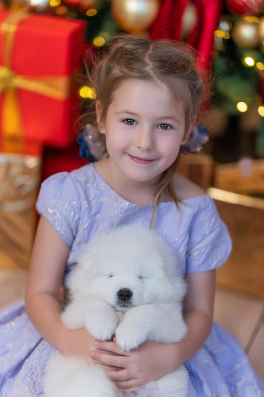 Идет запись на новогоднюю фотосессию с щеночками. Самоед Новосибирск