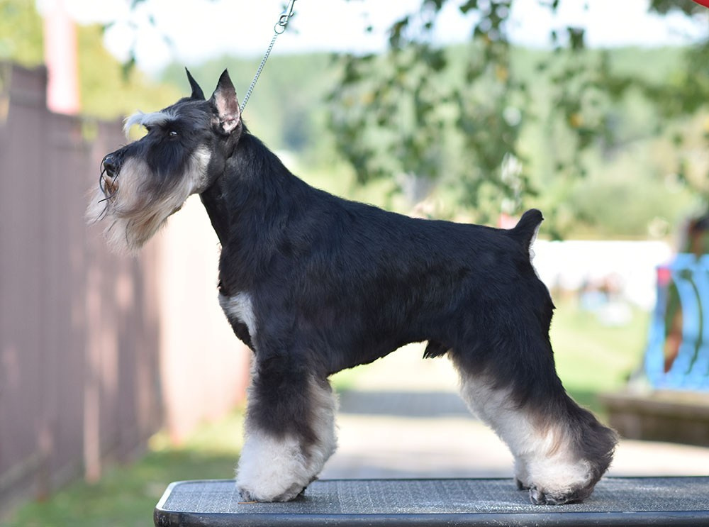 Оскар/Delinso Balance Zaffiro. Питомник цвергшнауцеров в Беларуси «Делинсо Бэлэнс»