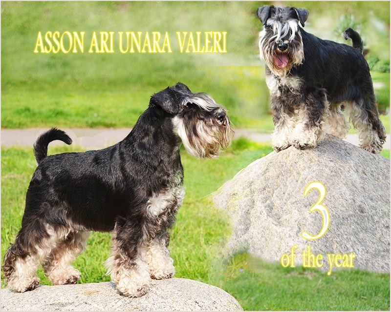 Леля/Asson Ari Unara Valeri. Питомник цвергшнауцеров в Беларуси «Делинсо Бэлэнс»