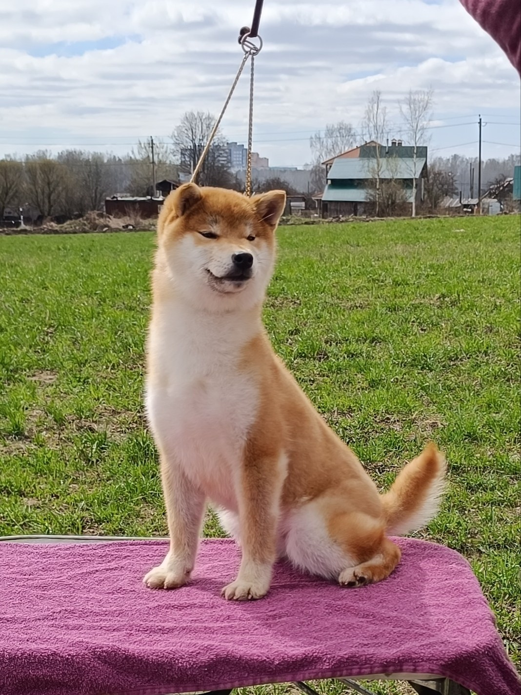 Rubylight Bella * Белла. Американская акита I Сиба ину I Питомник RUBYLIGHT